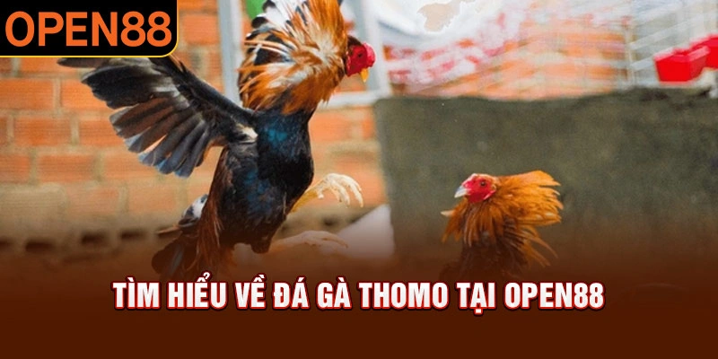 Đá gà thomo tại open88