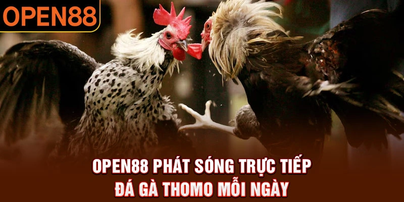 Xem đá gà Thomo tại nền tảng Open88 có gì đặc biệt?